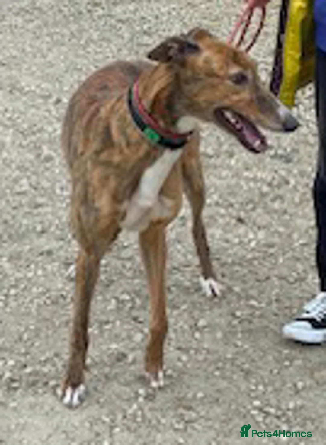 Greyhound dogs for adoption: Super friendly Colin wants a new forever home - Advert 2