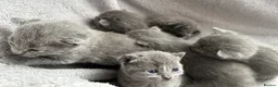 Russian Blue cats for sale: Russian Blue kittens  - Advert 15