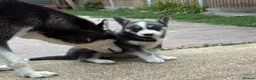 Siberian Husky dogs for sale: Siberian Husky Puppies With Beautiful Personalitie in Stoke-on-Trent - Advert 4