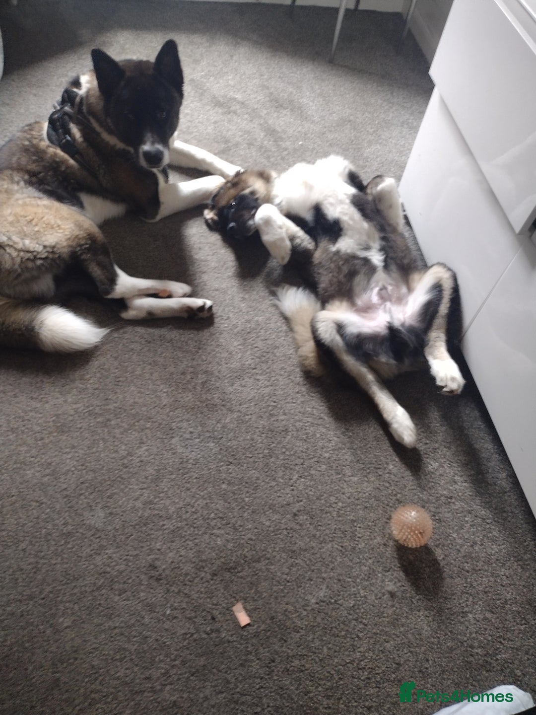 Akita dogs for sale: Long haired American akita  - Image 5