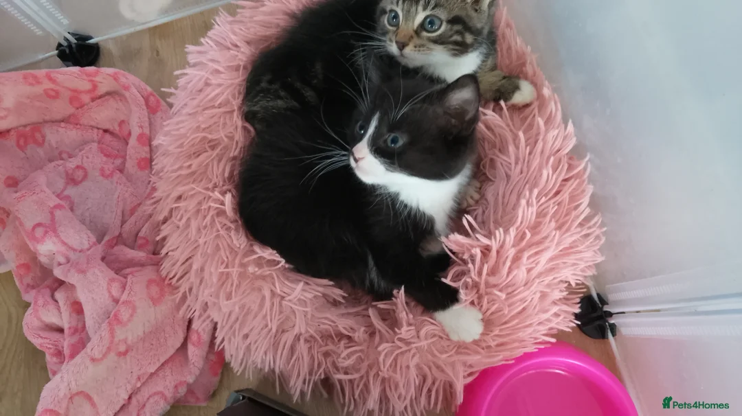 Mixed Breed cats for sale: Gorgeous kittens - Advert 2