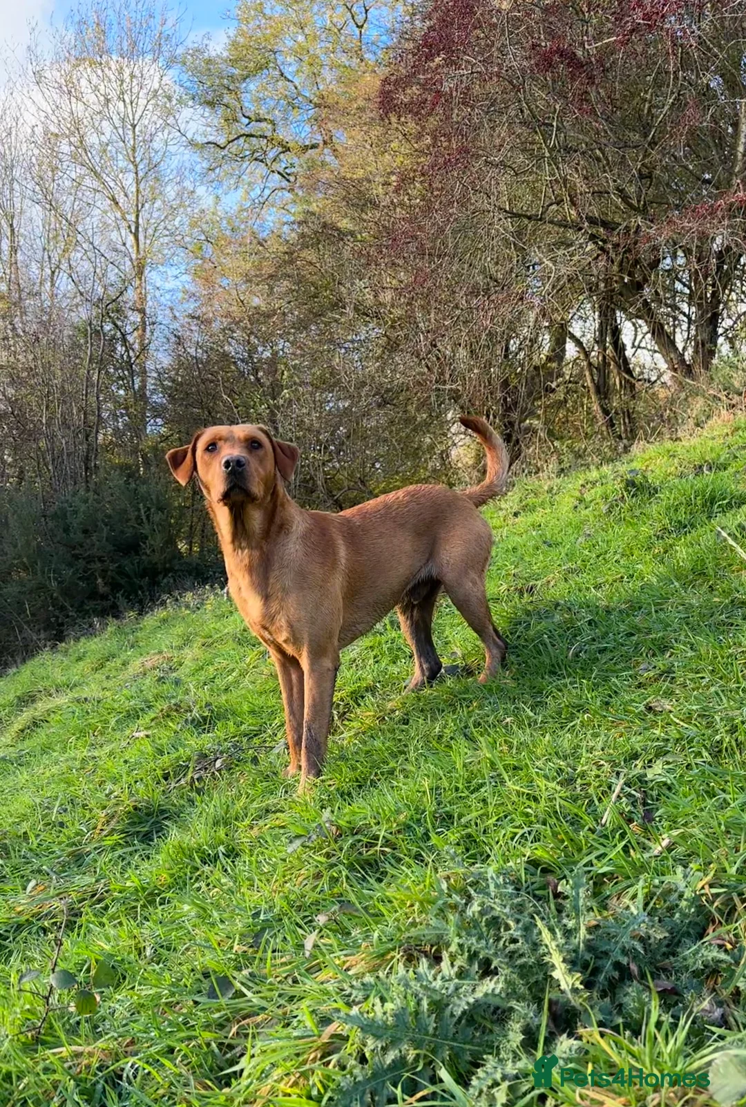 Labrador Retriever dogs for stud: Stunning fox red Labrador dog for stud in Tewkesbury - Advert 3