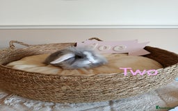 Mini Lop rabbits for sale: Fantastic mini lop babies forsale  - Image 13