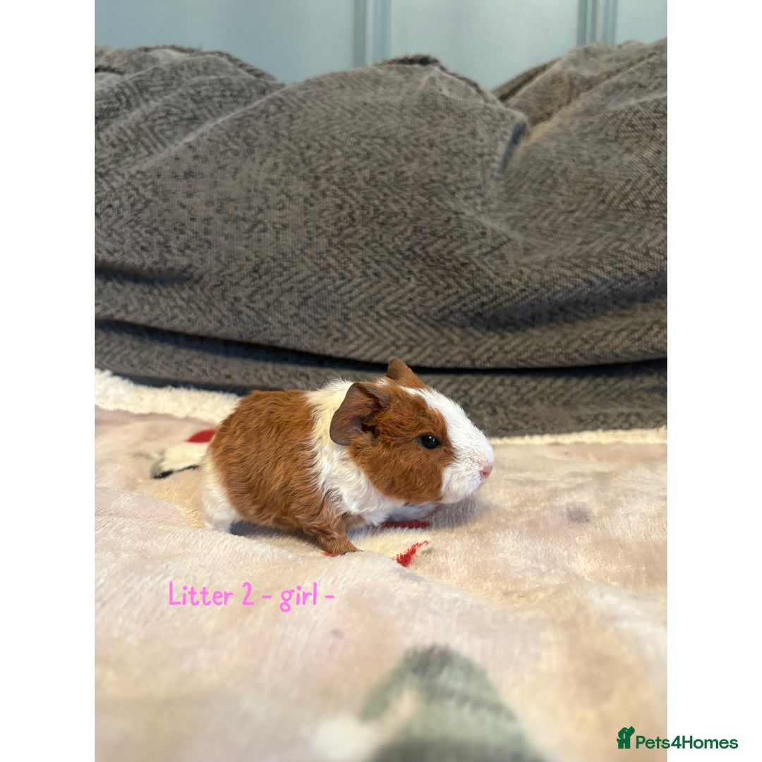 Guinea Pig rodents for sale: Beautiful baby guniea pig for sale Girls & Boys - Advert 9