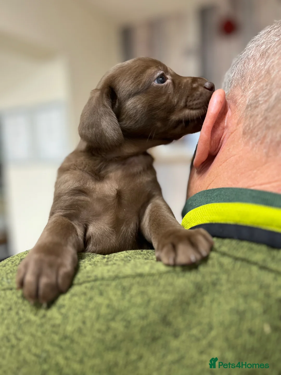 Labrador Retriever dogs for sale: Fully Health Tested KC Registered Labrador puppies - Advert 1