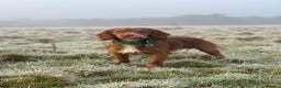 Cocker Spaniel dogs for stud: KC REG WORKING COCKER STUD in Great Yarmouth - Advert 4