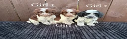 Cockapoo dogs for sale: cockapoos F1 puppy’s 6 available - Advert 1