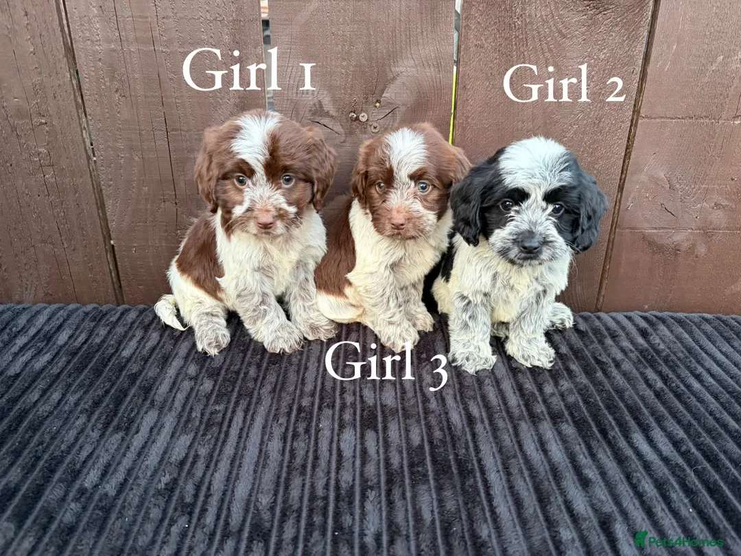 Cockapoo dogs for sale: cockapoos F1 puppy’s 6 available - Advert 1