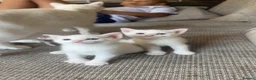 Mixed Breed cats for sale: Kittens - Advert 5