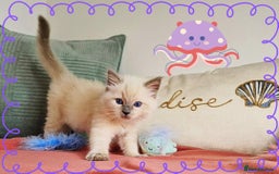Ragdoll cats for sale: Top-Quality Pedigree Ragdoll Kittens - 3 AVAILABLE - Image 38