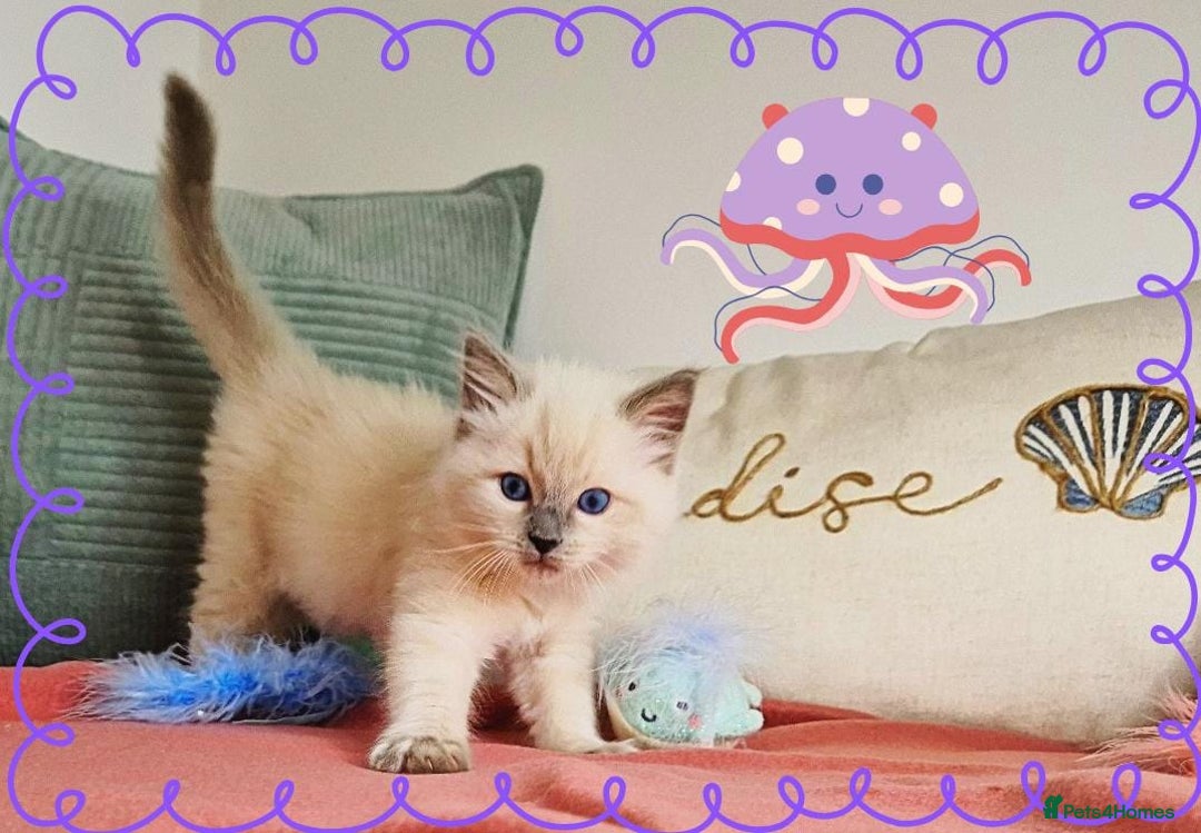 Ragdoll cats for sale: Top-Quality Pedigree Ragdoll Kittens - 3 AVAILABLE - Image 38