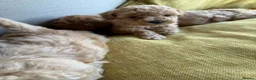 Toy Poodle dogs for sale: Toy poodle - Advert 20