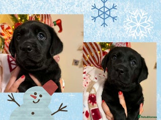 Labrador Retriever dogs KC registered Labradors - Advert 5