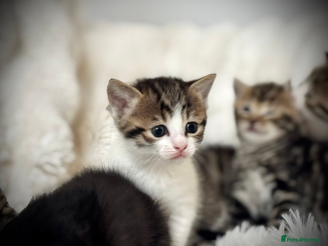 Mixed Breed cats for sale: 🌟 Exquisite Ragdoll × Bengal Kittens 🌟 - Advert 39