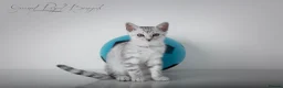 Bengal cats for sale: Rare Silver Bengal Kittens – Boy & Girl Available - Advert 13