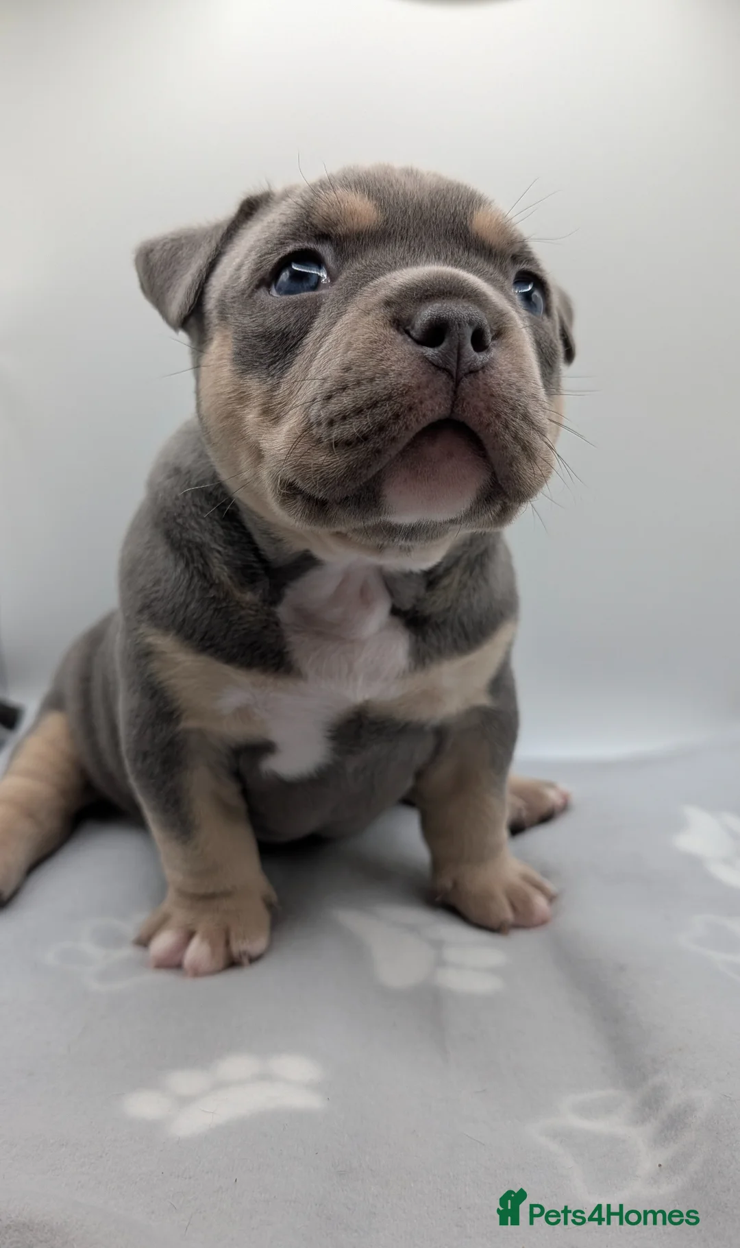 American Bully dogs for sale: Elite Silver/Blue Tri Pocket Bully - Advert 2