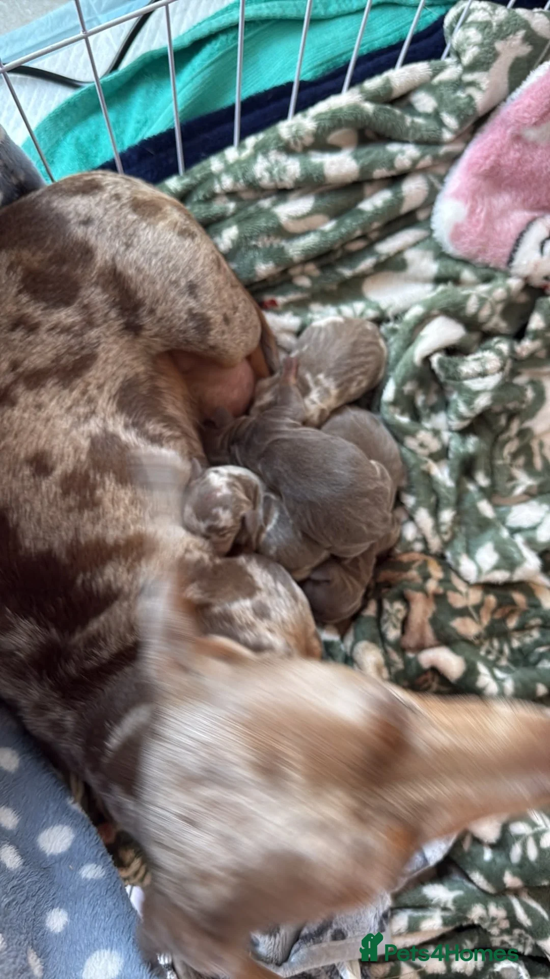 Miniature Dachshund dogs for stud: KC Registered Proven Isabella & Tan Stud - Advert 2