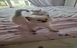 Ragdoll cats for sale: Gorgeous Ragdoll kittens , Ready now. - Image 5