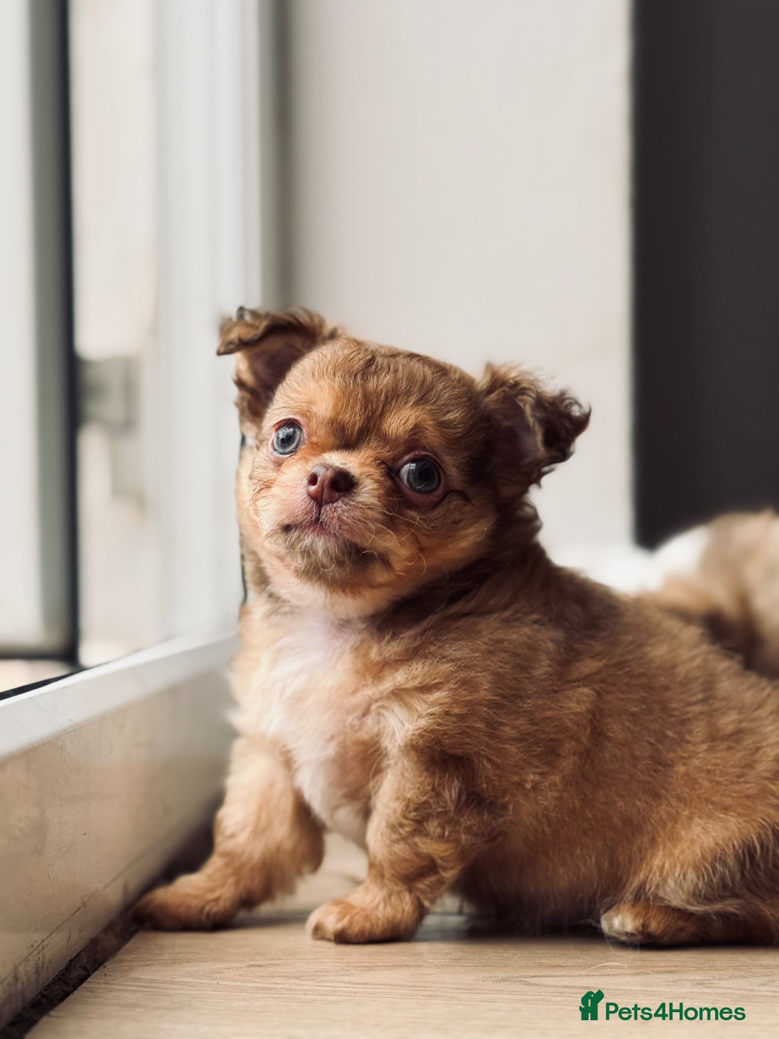 Chihuahua dogs 2 BOYS LEFT 😍😍 KC chihuahua puppies  - Advert 2