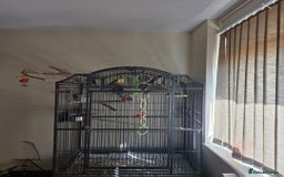 Conures birds for sale: Bonded pair of green cheek conures  - Image 5
