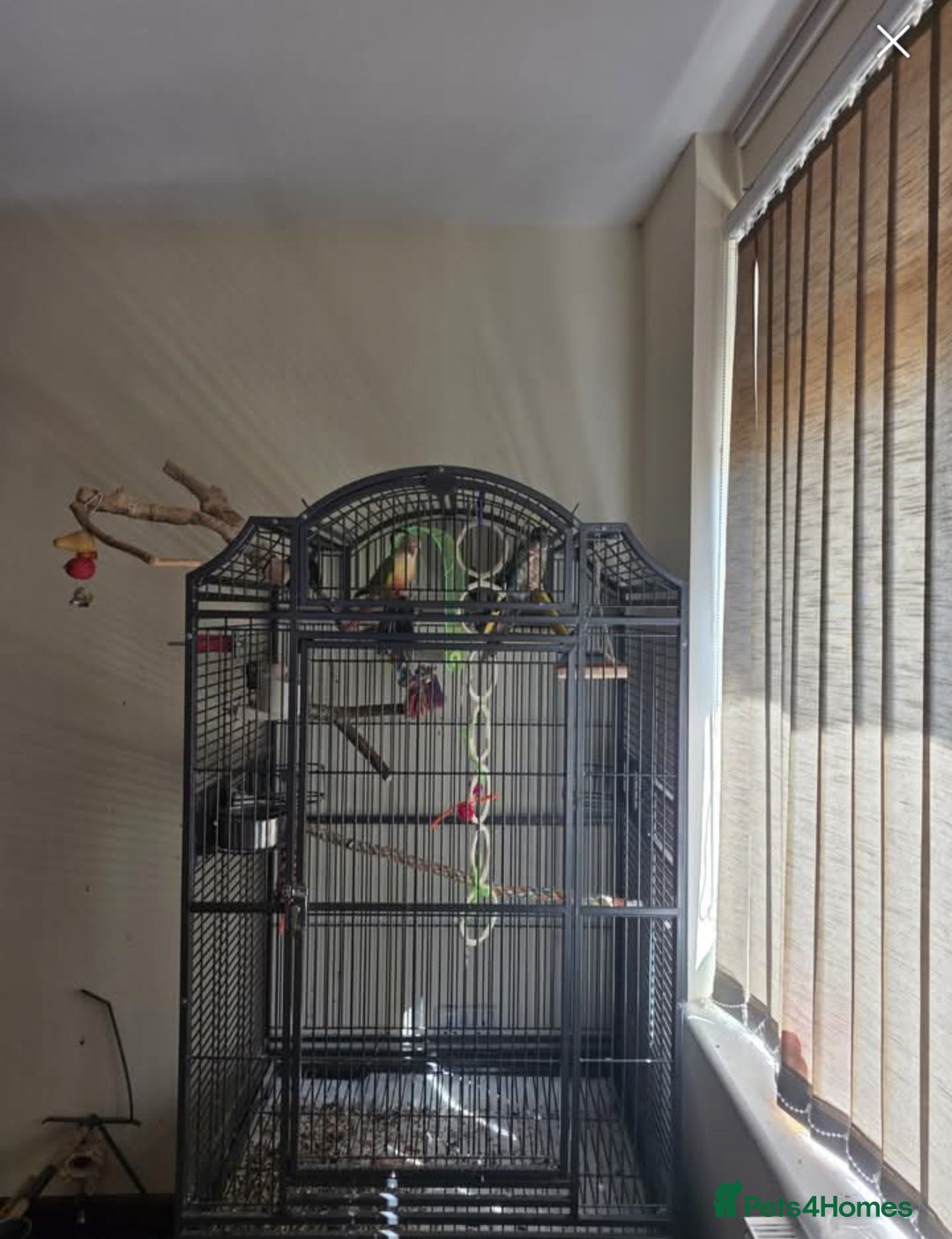 Conures birds for sale: Bonded pair of green cheek conures  - Image 5