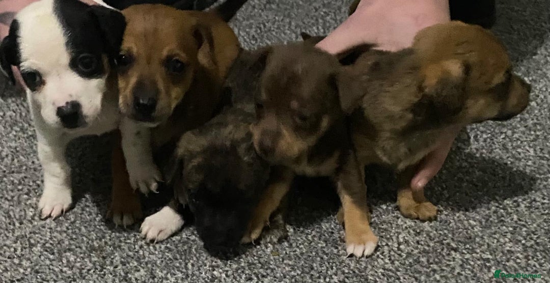 Chihuahua dogs for sale: Beautiful chihuahua puppies for sale  - Advert 9