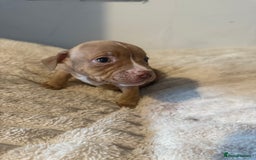 Mixed Breed dogs for sale: 7 Gorgeous Lurcher x Pocket Bully Pups  - Advert 16