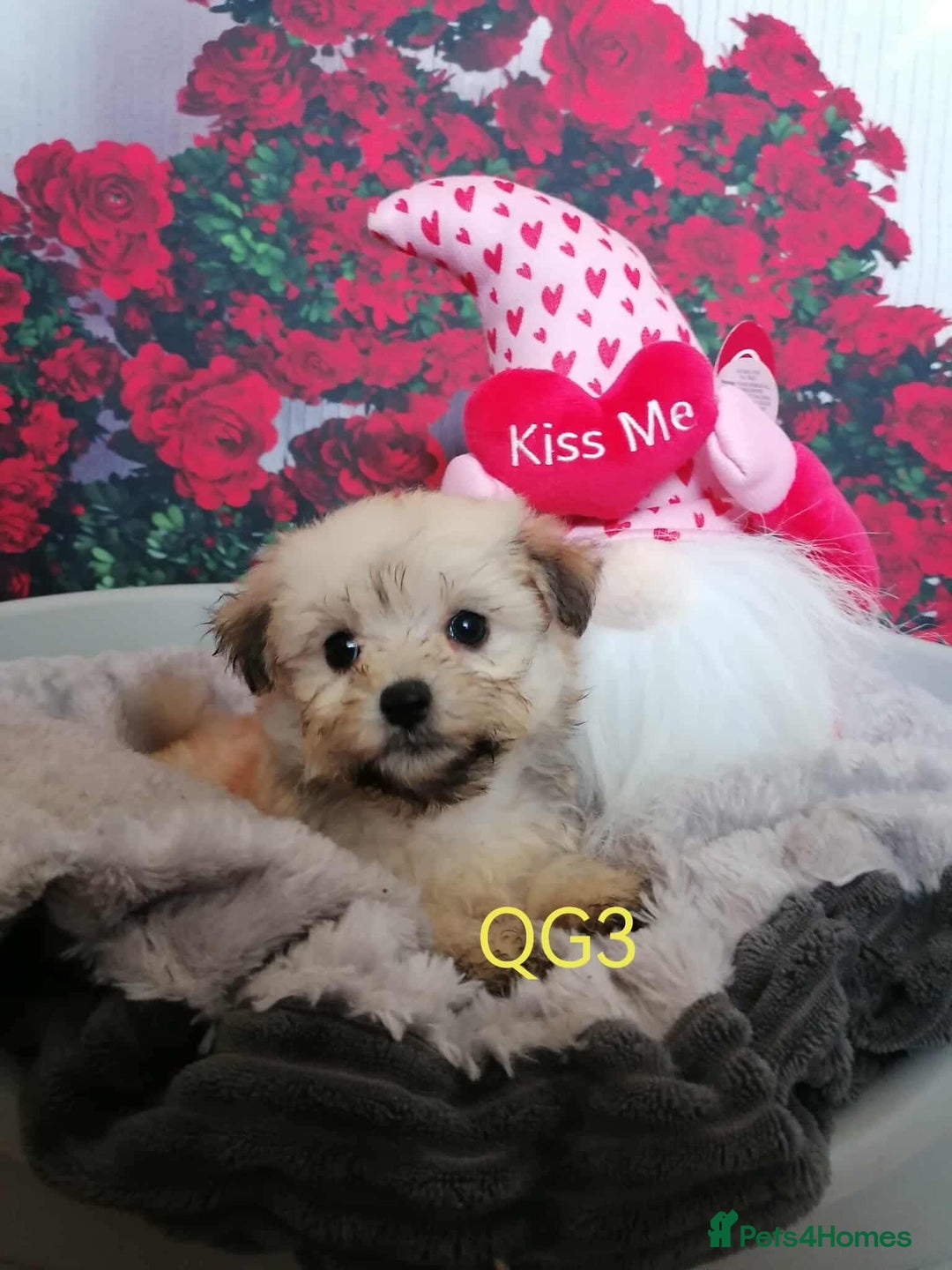Maltipoo dogs for sale: Stunning  TINY phantom Maltipoos ready now  - Image 5