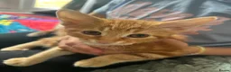 Domestic Shorthair cats for sale: Four beautiful kittens 9 weeks, READY TO GO! - Advert 5