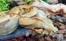Boa Snake reptiles for sale: Hog Island boa and full double level custom set up - Image 2
