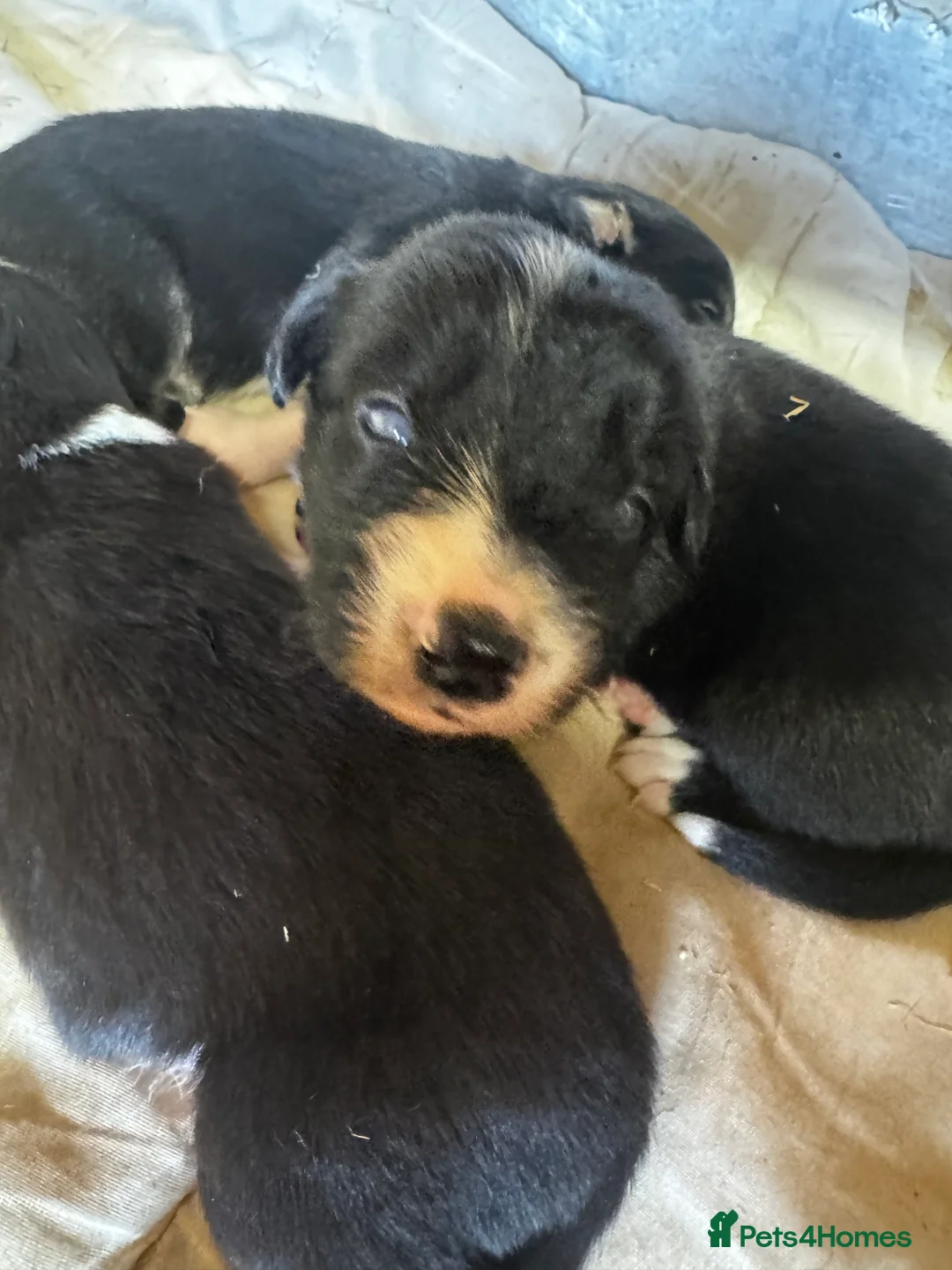 Border Collie dogs for sale: 6 gorgeous puppies 2 boys 4 girls  - Advert 2