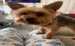 Yorkshire Terrier dogs for sale: Yorkshire terrier puppy’s  - Image 5