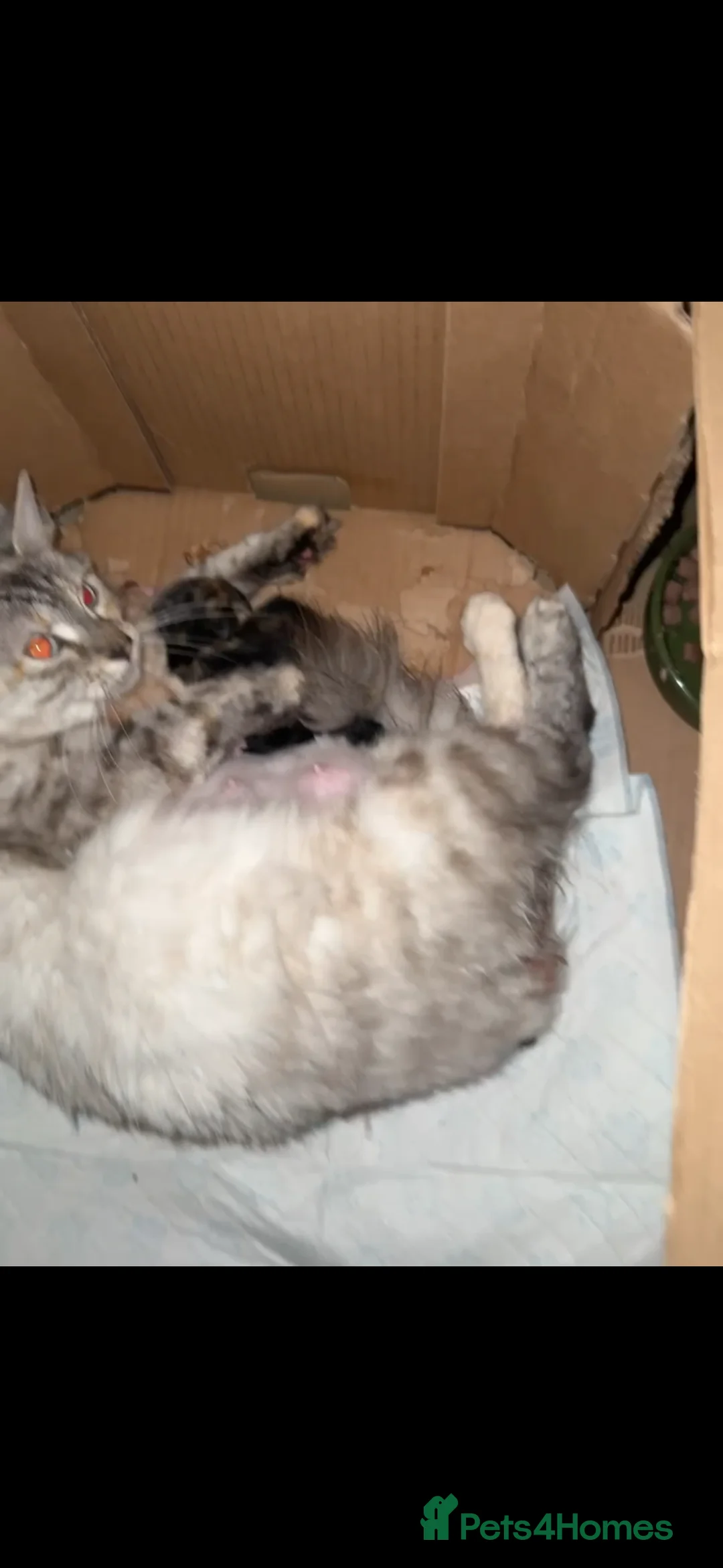 British Shorthair cats for sale: Bengal x British short hair  - Advert 2