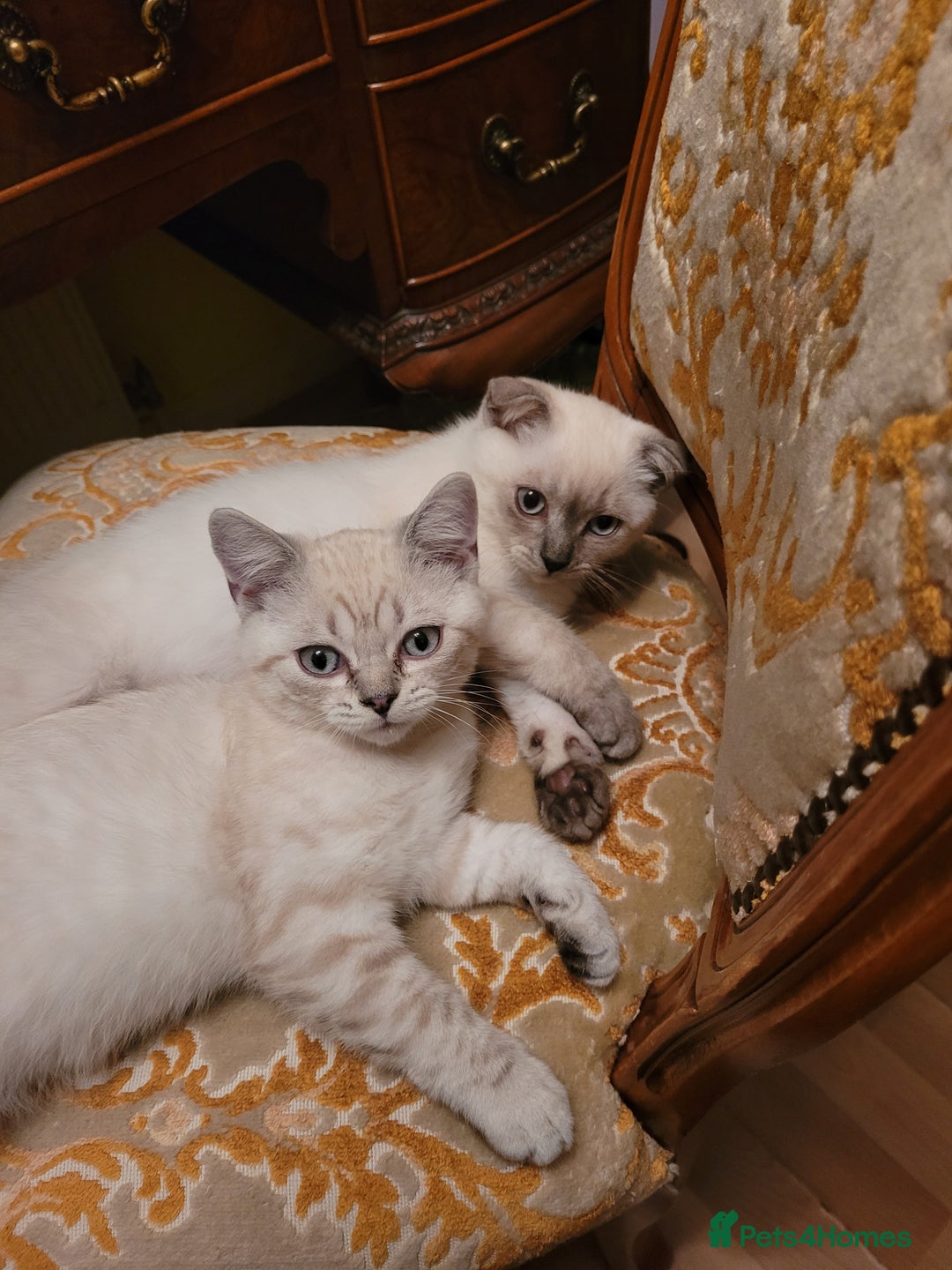 Scottish Fold cats for sale: Scottish fold kittens  - Image 34