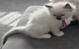 Ragdoll cats for sale: Very Loving Little Girl! - Image 5