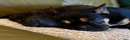 Mixed Breed dogs for sale: French bulldog x bullpei puppies for sale  - Advert 10