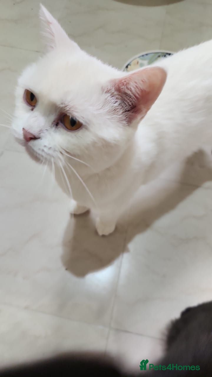 Mixed Breed cats Mummy Mimi - Advert 2
