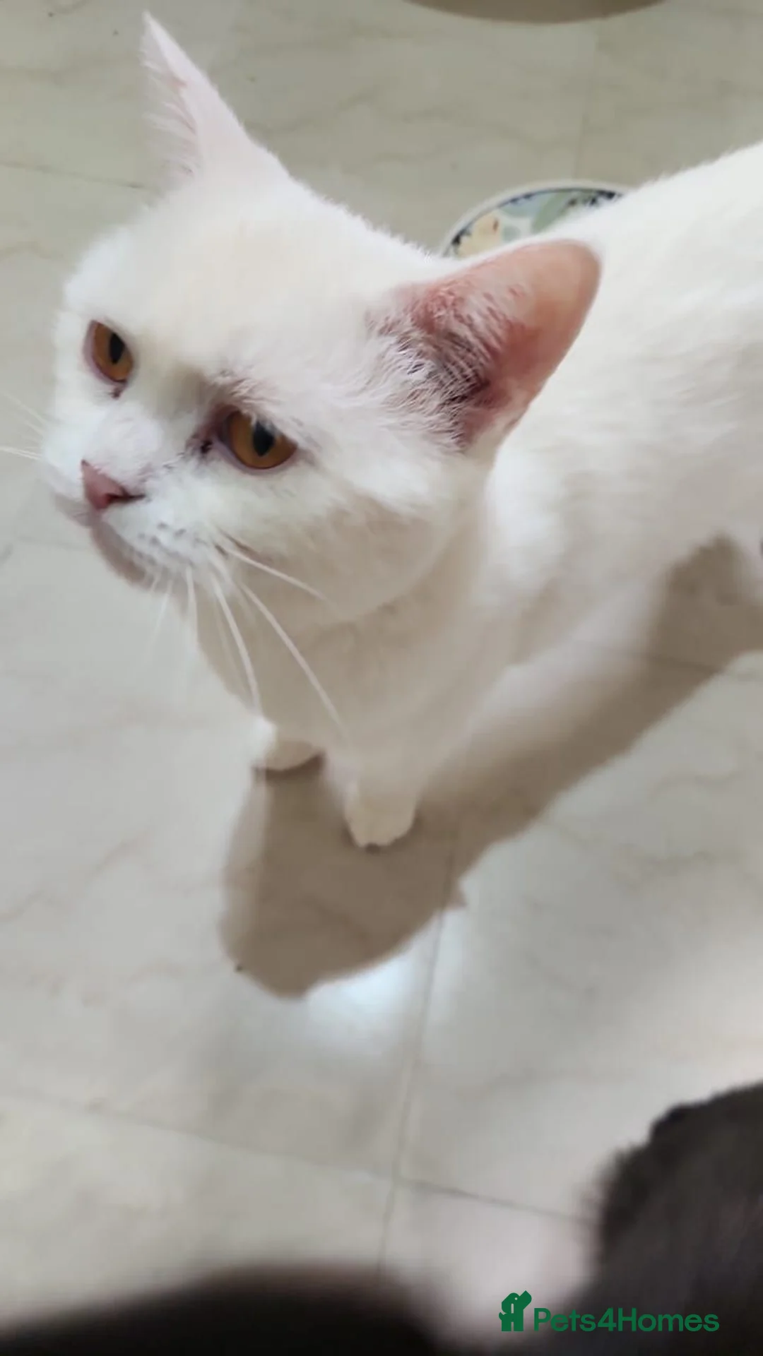 Mixed Breed cats for adoption: Mummy Mimi - Advert 1
