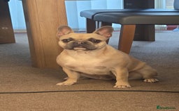 French Bulldog dogs for sale: French Bulldog - Image 2