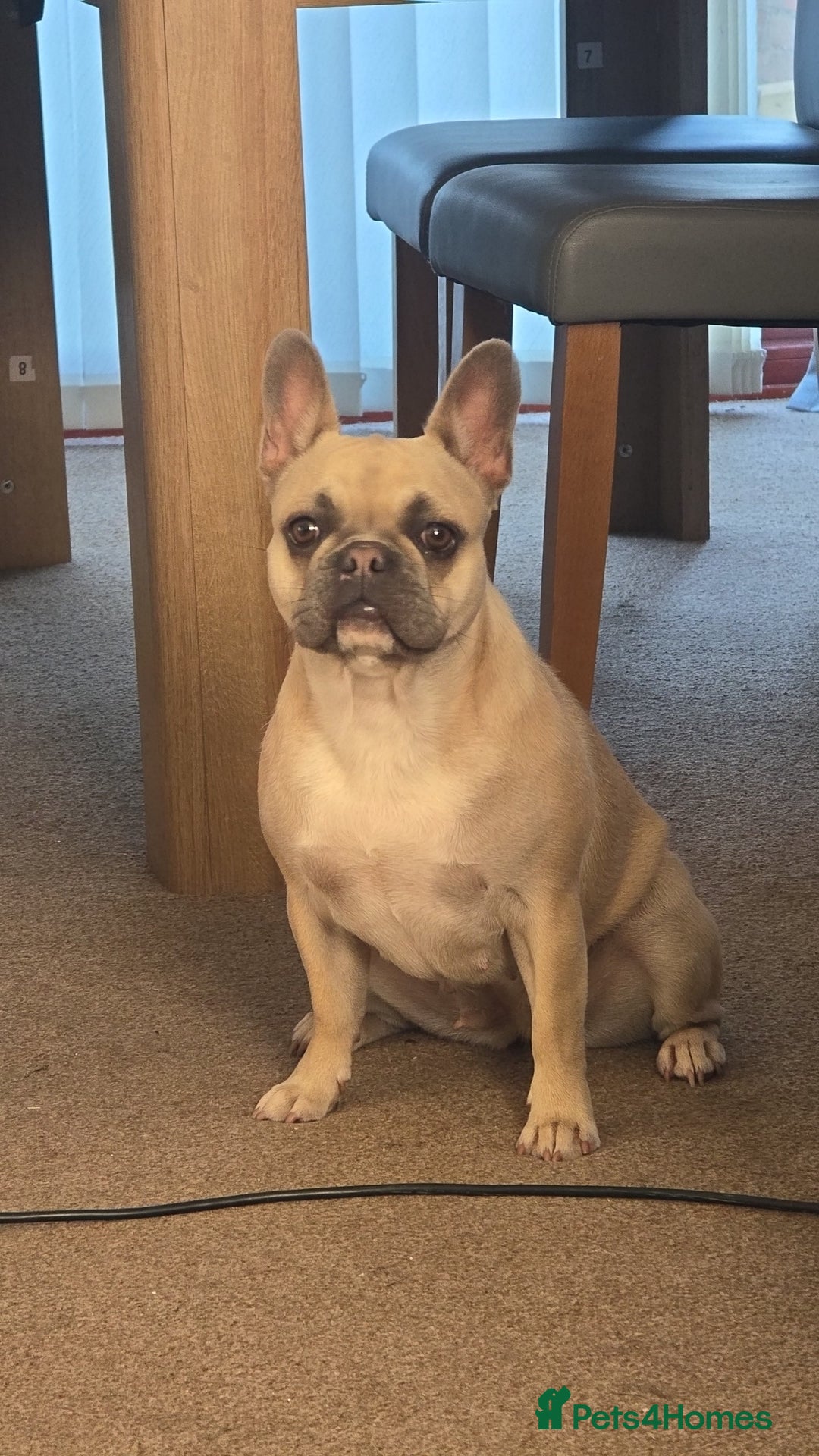 French Bulldog dogs for sale: French Bulldog - Image 2