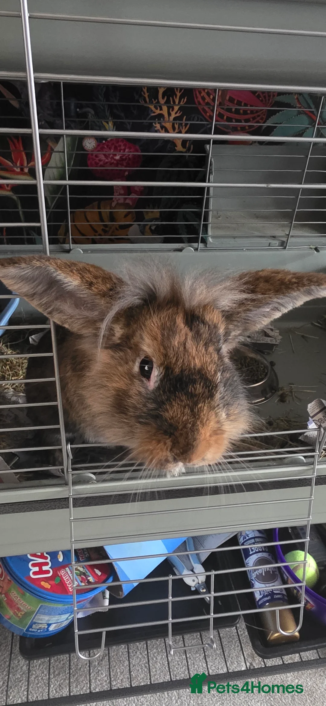 Mini Lop rabbits for sale: X 2 lionhead and lop rabbits in Derby - Advert 2