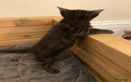 Bengal cats for sale: 🔥✨ Pedigree TICA-Registered Bengal Kittens - Image 3