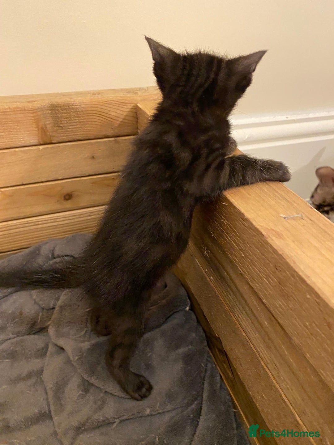 Bengal cats for sale: 🔥✨ Pedigree TICA-Registered Bengal Kittens - Image 3