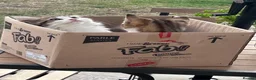 Mixed Breed cats for sale: Sushi and kiki in Birmingham - Advert 3