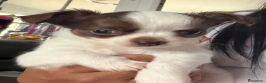 Chihuahua 1
