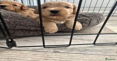 Cockapoo dogs - Advert 2