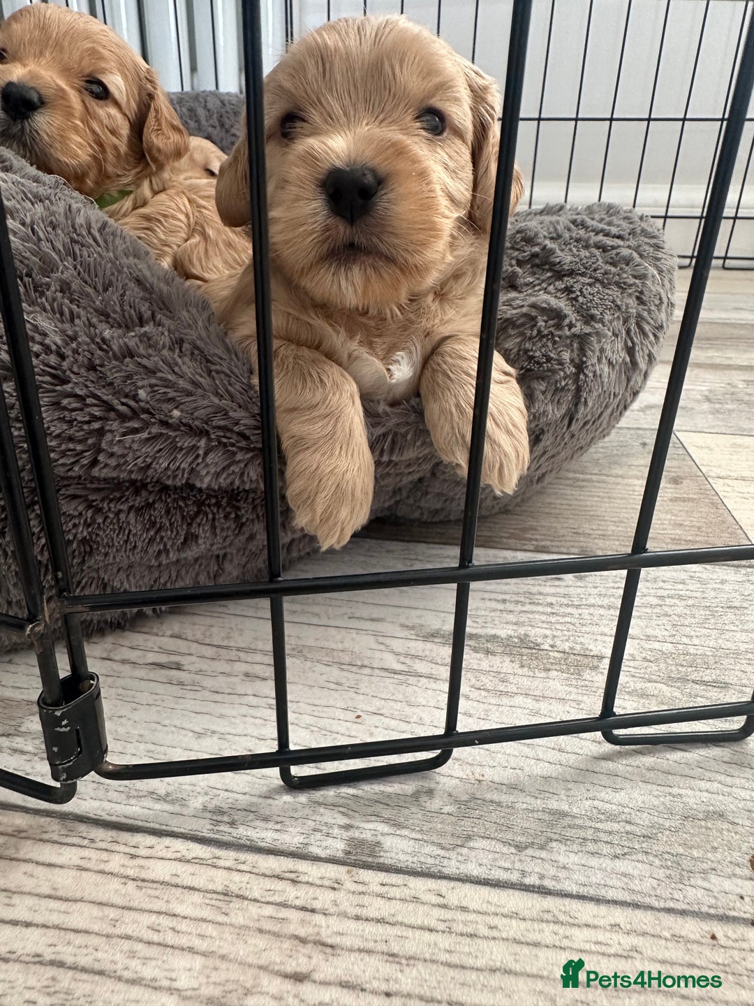 Cockapoo dogs for sale: Gorgeous f2 cockapoo puppies  - Image 3