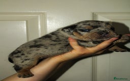 Olde English Bulldogge dogs for sale: Olde English Bulldog puppies - Image 27