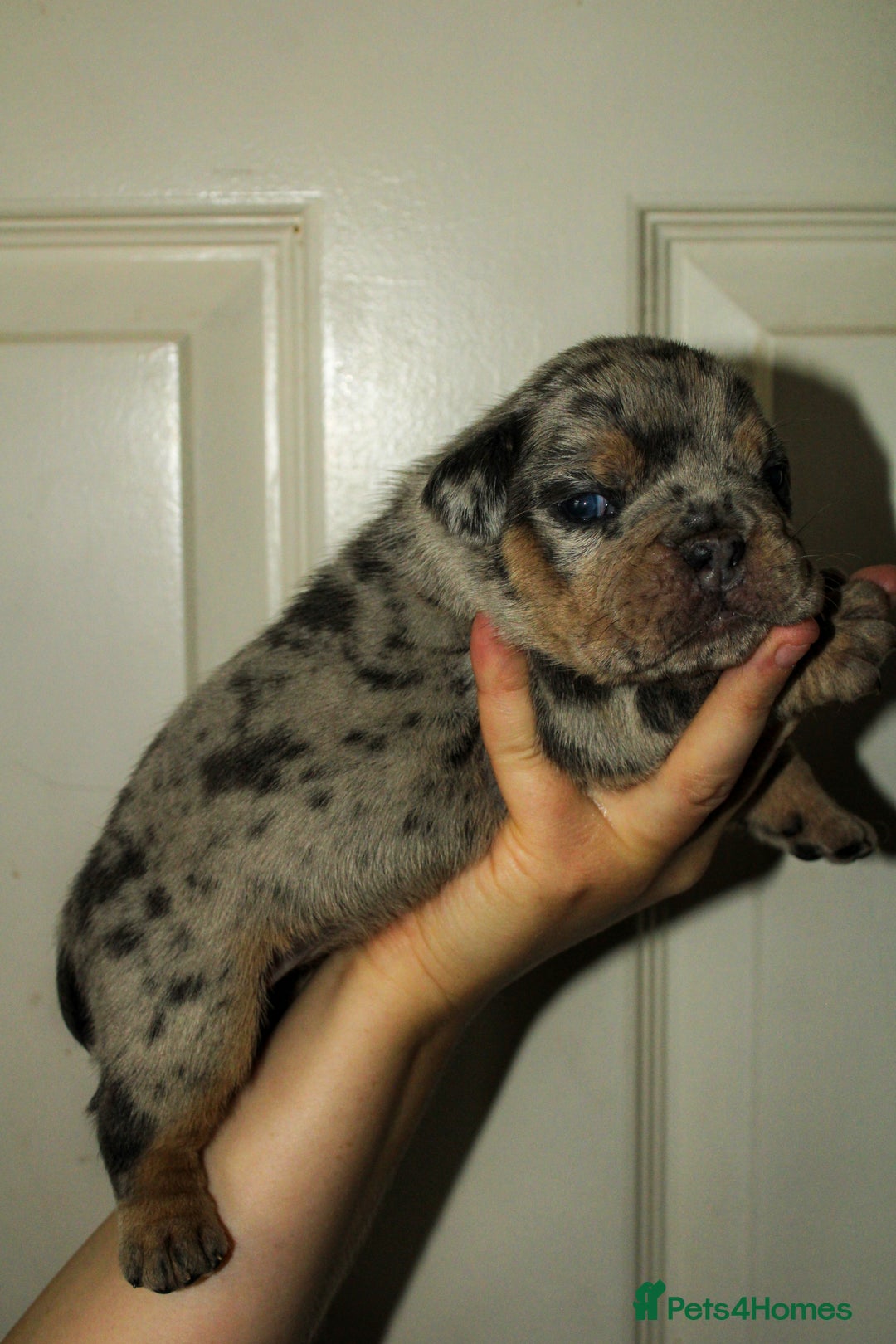 Olde English Bulldogge dogs for sale: Olde English Bulldog puppies - Image 27