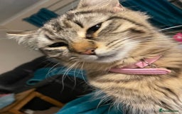 Maine Coon cats for sale: Maine Coon cross cat  - Image 7